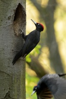 Datel černý - Dryocopus martius - Black Woodpecker 1957